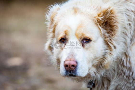 中亚牧羊犬在白天特写可爱中亚牧羊犬在白天特写可爱亚洲人动物毛皮图片