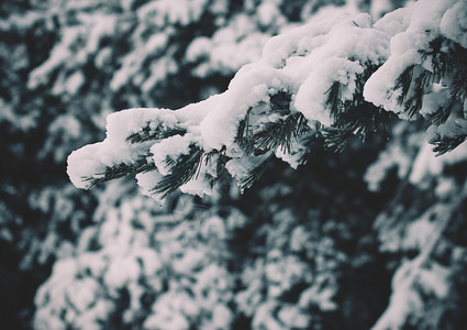 自然景观十二月本底有雪林的斯普鲁树枝图片