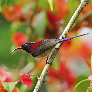 亚洲人美丽的红鸟男黑喉型鸟太阳Aethopyga饱和塔站在树枝上彩色黑的图片