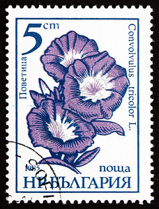 信邮件用过的保加利亚1985年左右保加利亚印有一张邮票上面显示矮牵牛花三色旋大约年图片