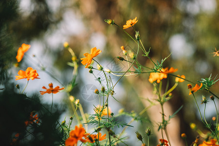 橙色春花和美丽的布凯丰富多彩颜色黄图片