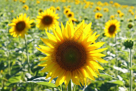 关闭农业田地普通向日葵HelianthusAnnuus美丽的植物群图片