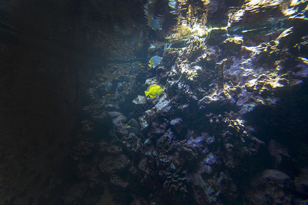 发光的海洋学生物鱼类和水下植以彩色发光海洋生命鱼类和植物太阳图片