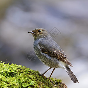 女自由肺结核彩色灰鸟雌PlumbeousRedstartRhyacomisfuliginosa背部轮廓站在绿色岩石上图片