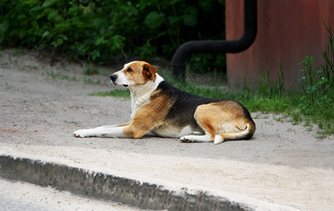 蓬松的斑一条流浪狗躺在地上仰望着侧面的一头野狗哺乳动物图片素材