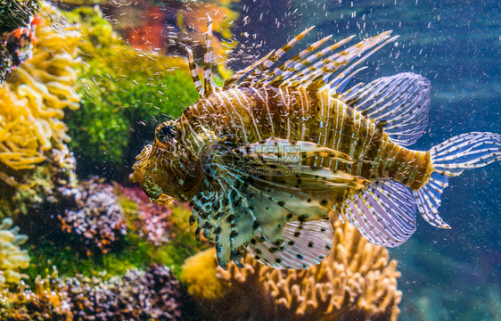 蝎水族馆红狮子鱼的紧闭在密中大热带鱼种从不北海火图片