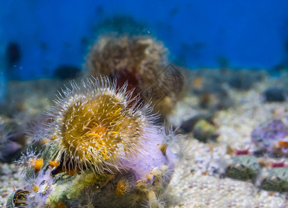 以黄色和白海洋生物背景的羽状海葵末端北方柱子景观图片