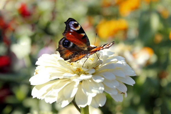 花蜜白色的百日草蝴蝶坐落在孔雀眼的白津尼亚蝴蝶上坐在辛尼亚的花朵上图片