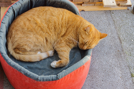 动物红猫睡在他的沙发上橙色猫蜷缩在一个球里橙色的猫蜷缩在一个球里红猫睡在他的沙发上毛皮清算背景图片