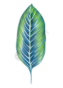 用水彩铅笔染色的手绘画剪切外来植物热带素描夏天图片