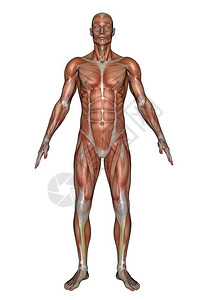健康肌腱人们在白色背景中被孤立的人类现实前沿肌肉人类的3D转化图片