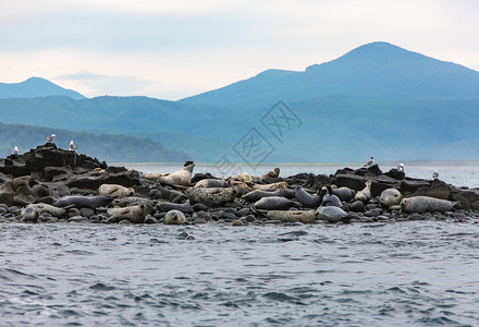 自然在堪察卡平苏拉的太洋上海岛北野生动物图片