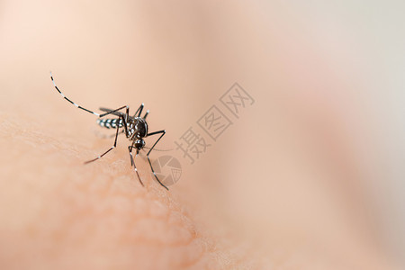 载体夏天动物亲近蚊子吸人皮肤的血图片