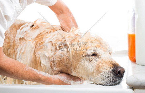 一只用肥皂和水洗澡的狗浴缸难湿图片