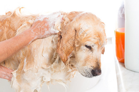 柔软的金卫生一只用肥皂和水洗澡的狗图片