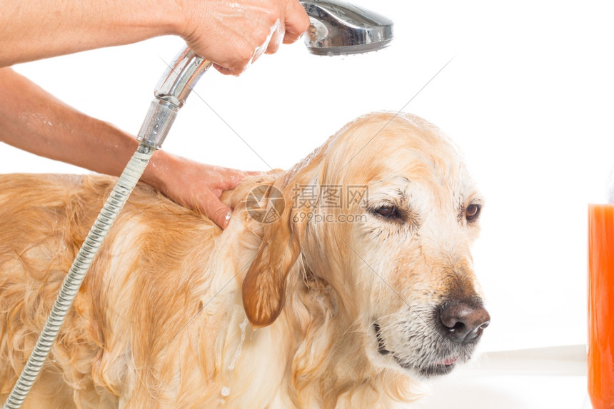 金的卫生干净一只用肥皂和水洗澡的狗图片