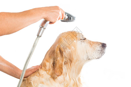 可爱的英俊一只用肥皂和水洗澡的狗复制图片