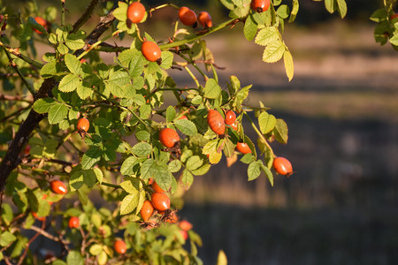 维生素长的玫瑰臀果在阳光明媚的灌木上枝条瑞典图片