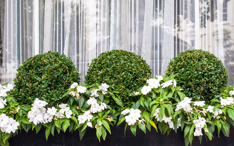 经典的女贞装有鲜花普利维特植物的城镇窗口箱伦敦图片