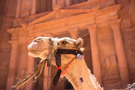 寺庙哈兹涅历史在约旦古城AlKhazneh的Petra财政部面前的骆驼图片