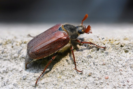 欧洲的生物植自然界中美丽的甲虫科克查弗马隆拍摄图片