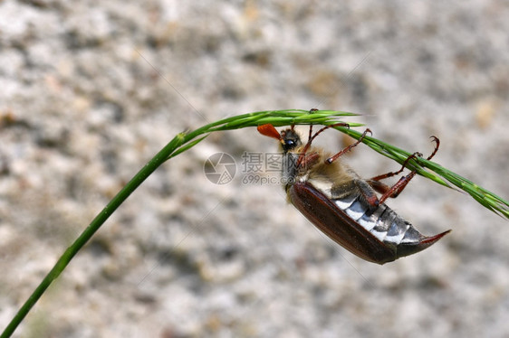 季节自然界中美丽的甲虫科克查弗马隆拍摄香瓜花园图片