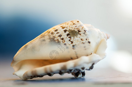 海鲜在浅深的野外贝壳上封闭浅的螺旋图片