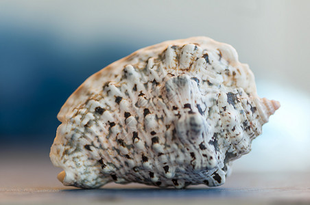 在浅深的野外贝壳上封闭目的蜗牛异国情调图片