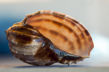 旅行地中海扇壳在浅深的野外贝壳上封闭图片