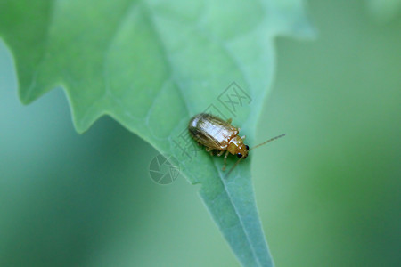 黄甲虫在自然中的绿叶上黑色树美丽图片