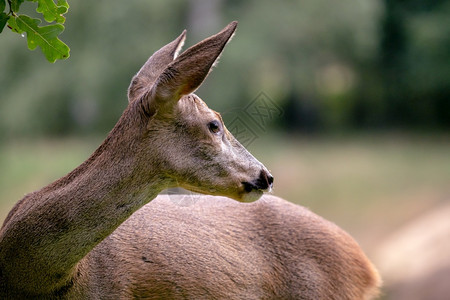 讨好欧洲的尾随森林中鹿卡普雷奥勒斯角驯鹿图片