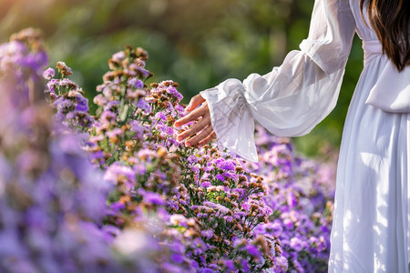 自由女人的手触摸着田地上的紫花朵绽放字段图片