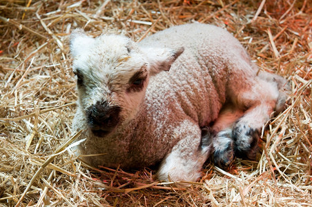 在谷仓里躺干草天然照明中的新生羊羔投标稻草温暖的图片