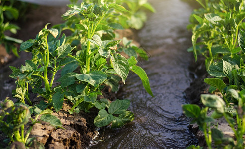 运河农村利用温室耕种草灌溉系统在早春生长作物的马铃薯树丛之间流动的水农业艺和园作学图片