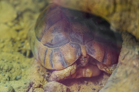 烧伤藏在壳里严重濒危的非洲爬虫类动物群被一只隐藏在外壳里的雌乌龟紧闭起来美丽的冬眠图片