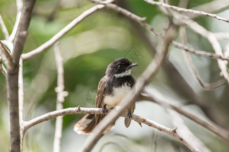 野生动物羽毛观看马来西亚小鸟PiedFantailRhipidurajavanica黑白颜色浸在自然野生树上图片