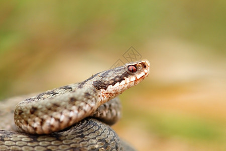 加法器咬一只美丽的蝰蛇berus普通欧洲毒蛇女特写镜头贝鲁斯图片