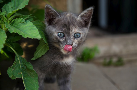 出去小猫舔它的鼻子看着小猫猎物想吃饥饿和渴小猫正在为他探索新的世界一个猎猫观察它的物想要吃掉它动物毛皮图片