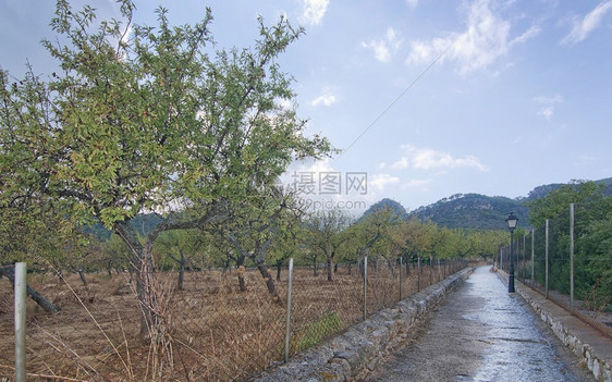 8月在西班牙马洛卡Mallorca西班牙阿尔蒙德树和石路雨中铺满夏日的街道灯用建造杏树和石路天美食夏图片