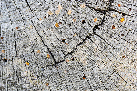 蛀虫攻击旧木束带有年环的纹理横截面和圆环自然栎属图片
