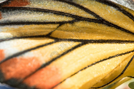 颜色橙子壳蝴蝶翼是黄色和白的宏观切波拉图片