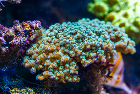装饰热带石质珊瑚薄饼水族馆常用装饰动物海洋生背景的紧闭礁宠物图片