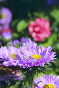 紫色美丽的菀在秋季花园中绽放美丽的花朵在园中绽放紫色美丽的菀在秋季花园中绽放植物群紫苑树叶图片