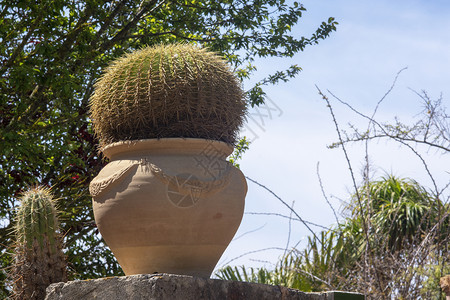 绿色装饰在着地中海式terracotta锅的Cactus工厂中的Cactus工厂分枝家图片