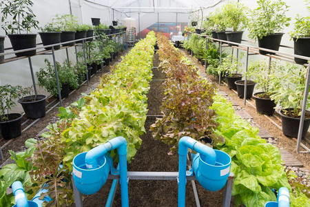 场地有机水栽培植物种农场莴苣业图片