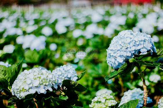 霍滕西亚夏天美丽的蓝花朵在园中盛开泰国图片