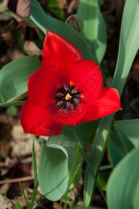 郁金香花团锦簇图片