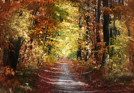 秋季森林里的小路图片
