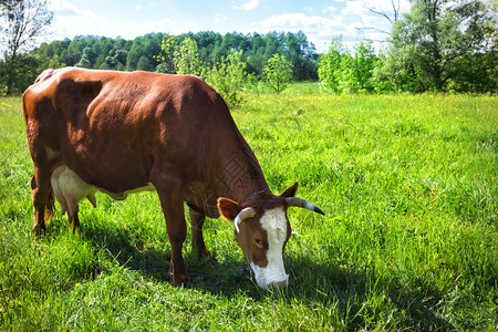 场景自然棕牛在青草地上的夏月风景场地图片