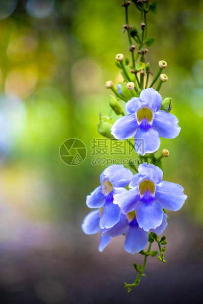 颜色开花亚洲人紫孟加拉喇叭或Thunbergiagrandiflora绿花园背景图片